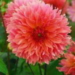 Dália Orange Fubuki 