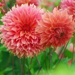 Dália Orange Fubuki 