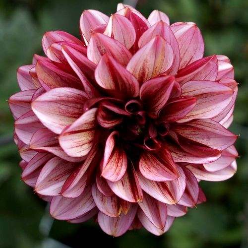 Dália Senior's Hope