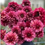 Dália Senior's Hope