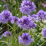 Tűzijátékvirág - Dichelostemma congestum