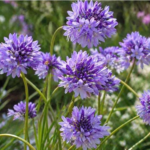 Tűzijátékvirág - Dichelostemma congestum