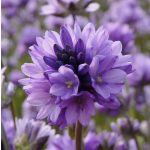 Tűzijátékvirág - Dichelostemma congestum