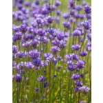 Tűzijátékvirág - Dichelostemma congestum
