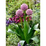 Csokros díszhagyma - Lucky Balloons 