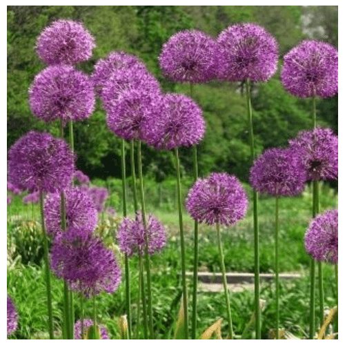 Díszhagyma - Purple Sensation