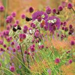 Dobverő díszhagyma - bunkós hagyma