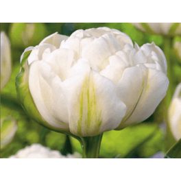 Dupla fehér tulipán - Mount Tacoma