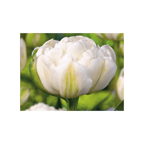 Dupla fehér tulipán - Mount Tacoma
