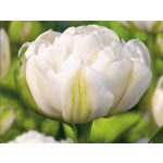 Dupla fehér tulipán - Mount Tacoma