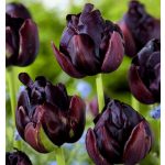Dupla fekete tulipán - Black Hero