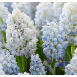 Dupla fürtös gyöngyike - Nature's Beauty