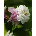 Dupla harangláb Pink Petticoat