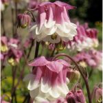 Dupla harangláb Pink Petticoat