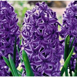 Dupla jácint - lila -  Lili Purple