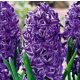 Dupla jácint - lila -  Lili Purple