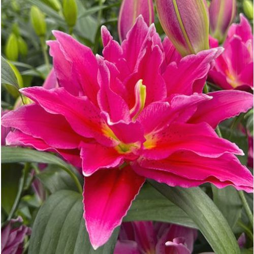 Dupla liliom - Roselily Julia