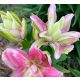 Dupla liliom - Roselily Patricia
