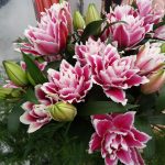 Dupla liliom - Roselily Samantha