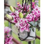 Dupla liliom - Roselily Samantha