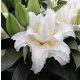 Dupla liliom - Roselily Sita