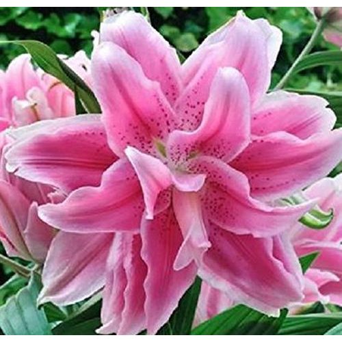 Dupla liliom - Sweet Rosy