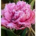 Dupla rojtos szirmú tulipán - Newcastle