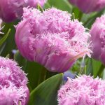Dupla rojtos szirmú tulipán - Newcastle