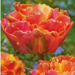 Rojtos szirmű dupla tulipán - Royal Centennial