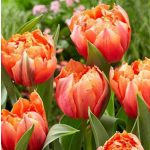 Rojtos szirmű dupla tulipán - Royal Centennial