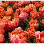 Rojtos szirmű dupla tulipán - Royal Centennial