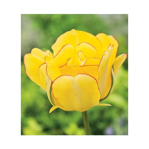 Dupla tulipán - Akebono, piros szegélyű sárga dupla tulipán