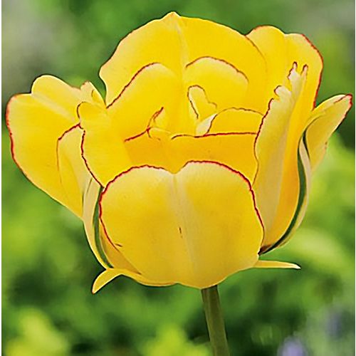 Dupla tulipán - Akebono, piros szegélyű sárga dupla tulipán