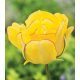 Dupla tulipán - Akebono, piros szegélyű sárga dupla tulipán