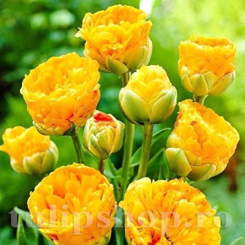 Dupla tulipán - Beauty Of Apeldorn (fagylalt tulipán)