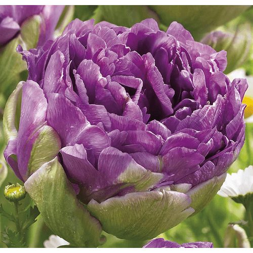 Dupla tulipán - Blue Wow