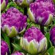 Dupla tulipán - Blue Wow