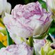 Dupla tulipán - Double Touch, fehér pink szegélyű dupla tulipán
