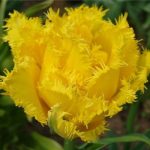 XXL - Rojtos szélű dupla tulipán - Exotic Sun