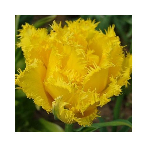 Rojtos szélű dupla tulipán - Exotic Sun