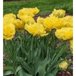 XXL - Rojtos szélű dupla tulipán - Exotic Sun