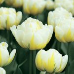 Dupla tulipán - Flaming Evita, sárga cirmos dupla fehér tulipán