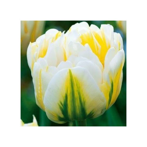 Dupla tulipán - Flaming Evita, sárga cirmos dupla fehér tulipán