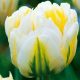 Dupla tulipán - Flaming Evita, sárga cirmos dupla fehér tulipán