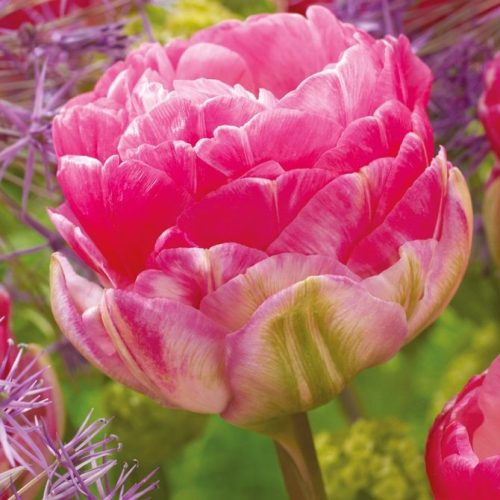 Dupla tulipán - Pinksize