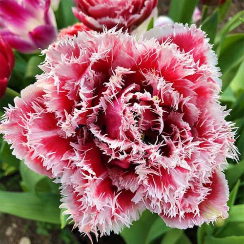 Rojtos szélű dupla tulipán - Queensland