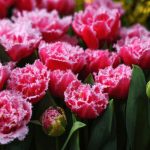 Rojtos szélű dupla tulipán - Queensland