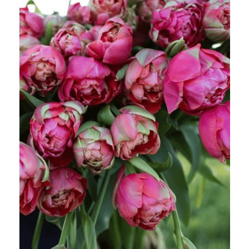 Dupla tulipán - Renown Unique, különleges dupla tulipán