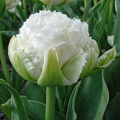 Rojtos szirmű dupla tulipán - Snow Crystal