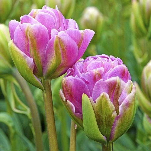 Dupla tulipán - Violet Prana (fagylalt tulipán)